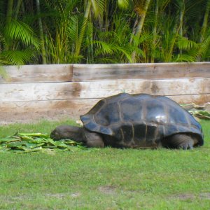 ALDABRA BREEDER