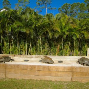 ALDABRA BREEDER