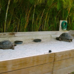 ALDABRA BREEDER