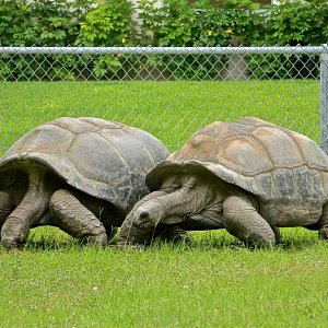ALDABRA BREEDER