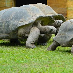 ALDABRA BREEDER