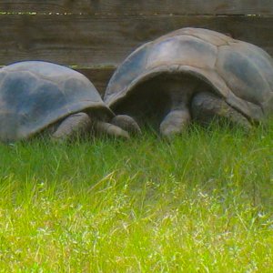 ALDABRA BREEDER