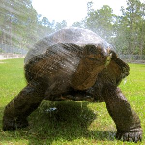 ALDABRA BREEDER