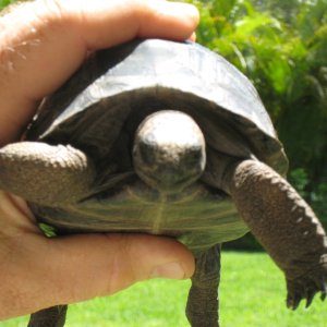 ALDABRA BREEDER