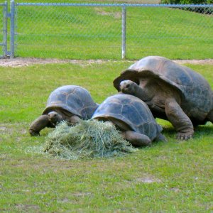 ALDABRA BREEDER