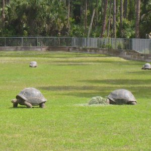 ALDABRA BREEDER
