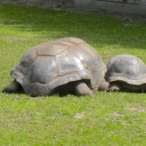 ALDABRA BREEDER