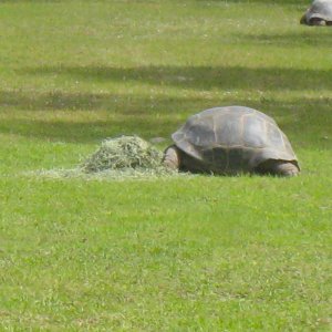 ALDABRA BREEDER