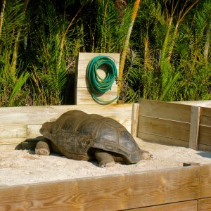 ALDABRA BREEDER