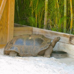 ALDABRA BREEDER