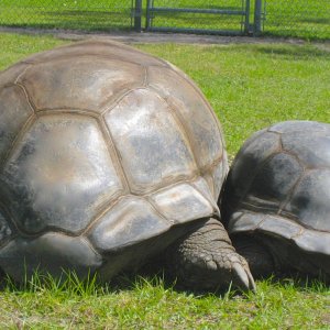 ALDABRA BREEDER