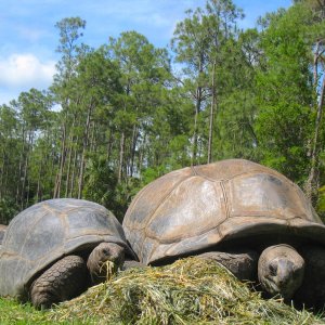 ALDABRA BREEDER