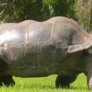 ALDABRA BREEDER