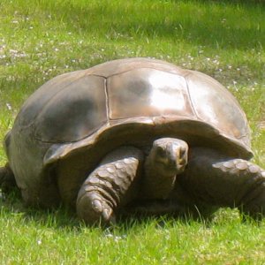 ALDABRA BREEDER