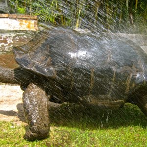 ALDABRA BREEDER