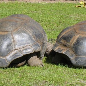 ALDABRA BREEDER