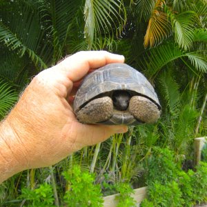 ALDABRA BREEDER