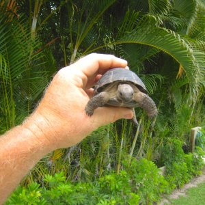 ALDABRA BREEDER