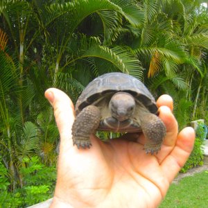 ALDABRA BREEDER