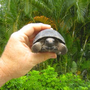 ALDABRA BREEDER
