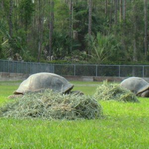 ALDABRA BREEDER