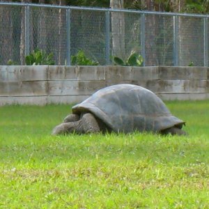 ALDABRA BREEDER