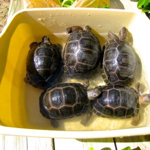 ALDABRA BREEDER
