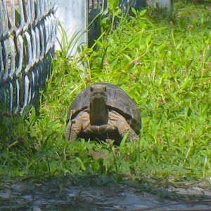 ALDABRA BREEDER