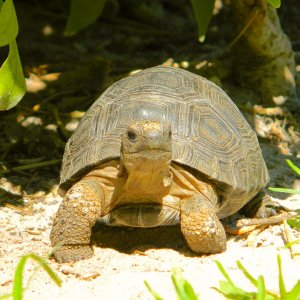 ALDABRA BREEDER