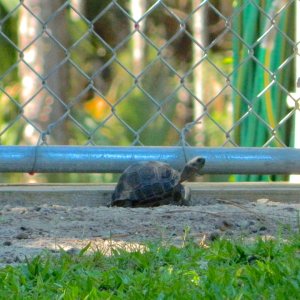 ALDABRA BREEDER