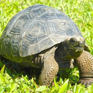 ALDABRA BREEDER