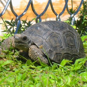 ALDABRA BREEDER