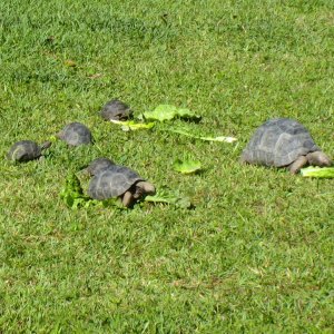 ALDABRA BREEDER