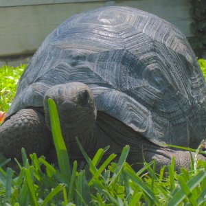 ALDABRA BREEDER