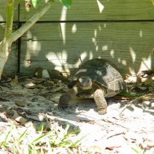ALDABRA BREEDER