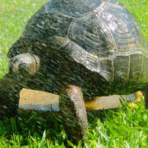 ALDABRA BREEDER