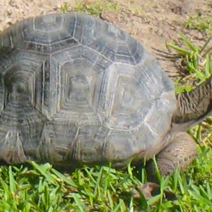 ALDABRA BREEDER