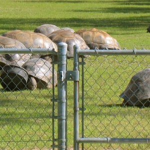 ALDABRA BREEDER