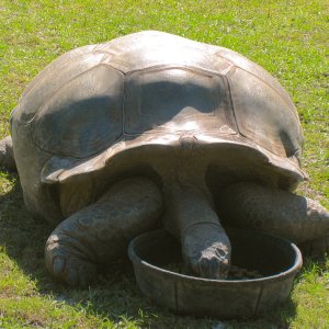 ALDABRA BREEDER