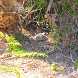 WILD GOPHER TORTOISE