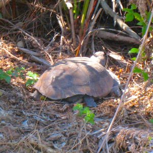 WILD GOPHER TORTOISE