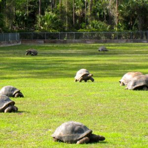ALDABRA BREEDER
