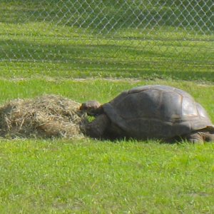ALDABRA BREEDER