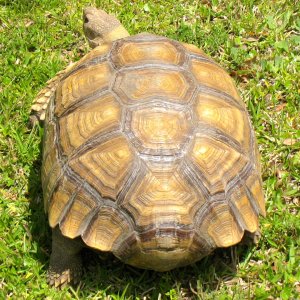 ALDABRA BREEDER