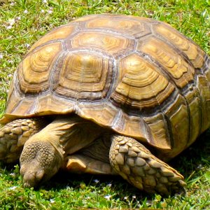 ALDABRA BREEDER