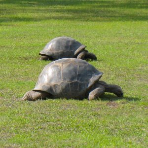 ALDABRA BREEDER