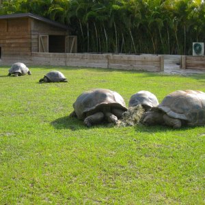ALDABRA BREEDER