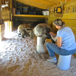ALDABRA BREEDER