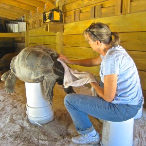 ALDABRA BREEDER