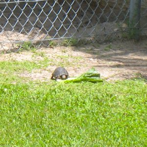 ALDABRAMAN // ALDABRA TORTOISE BREEDERS